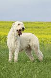 IRISH WOLFHOUND 028